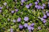 Vinca-minor-blooming-big-577d479d3df78cb62c7c6336.jpg